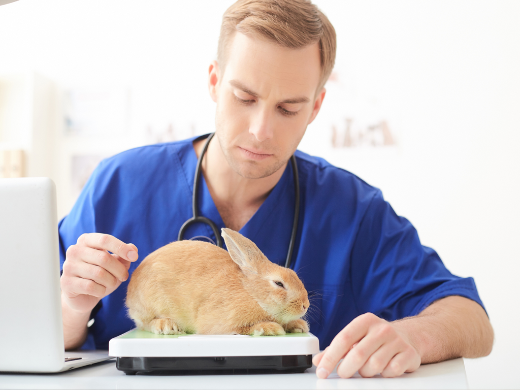 Vet weighing rabbit on a scale