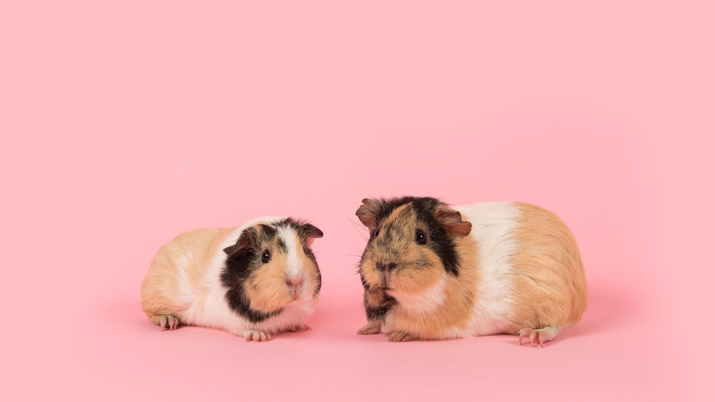 What to look out for when buying guinea pig toys