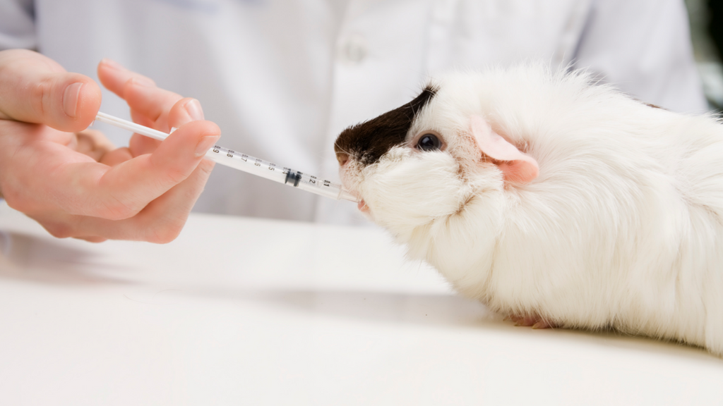 white guinea pig being syringe fed by pet owner