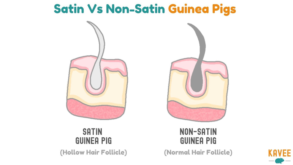 satin guinea pig hair follicles vs normal guinea pig hair follicles