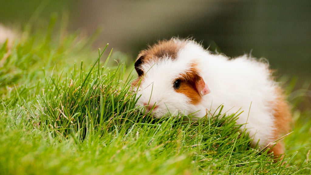 guinea pig eating fresh grass outside on sunny day