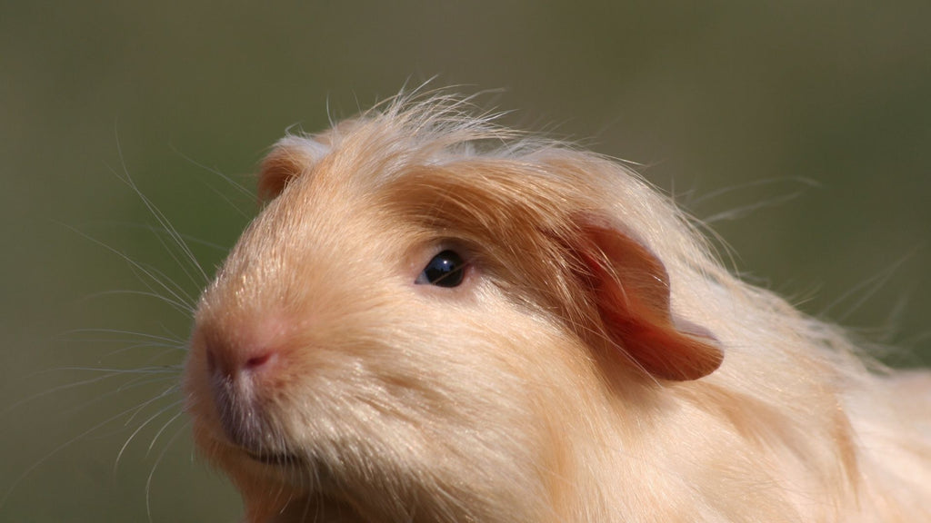 beige satin guinea pig short haired