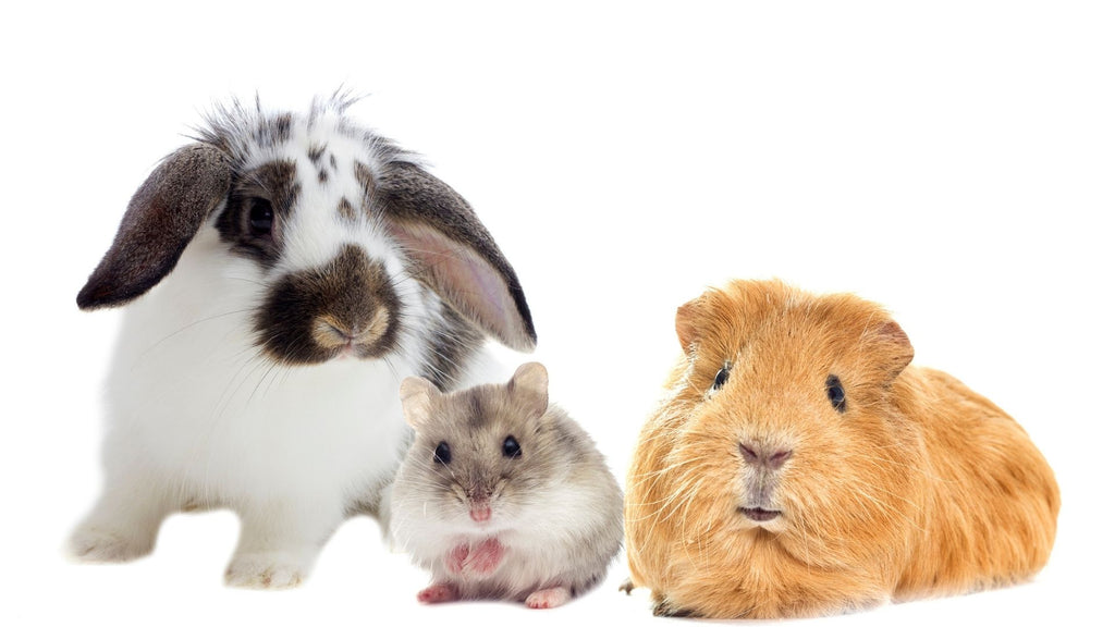 rabbit hamster and guinea pigs sitting together on white background