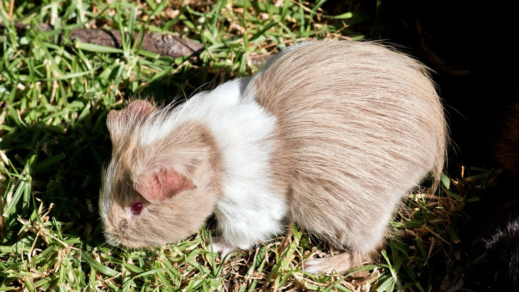 satin guinea pig eating grass outside on sunny day