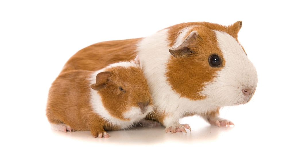 baby guinea pig sleeping next to mother guinea pig white background