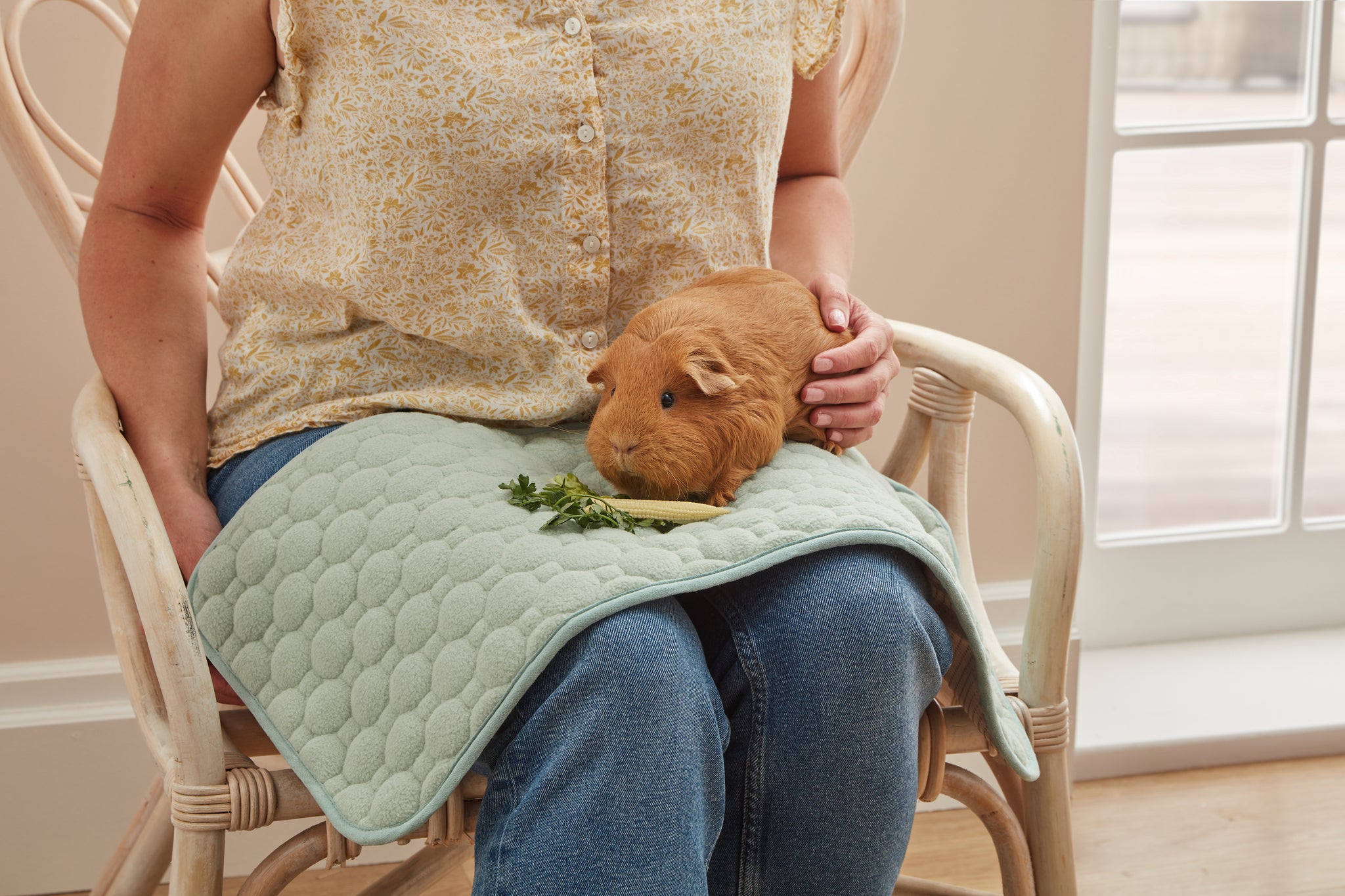 a ginger guinea pig being patted by human on top of a kavee waterproof lap potty pad
