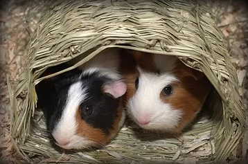 wheek care guinea pig rescue for USA boarding