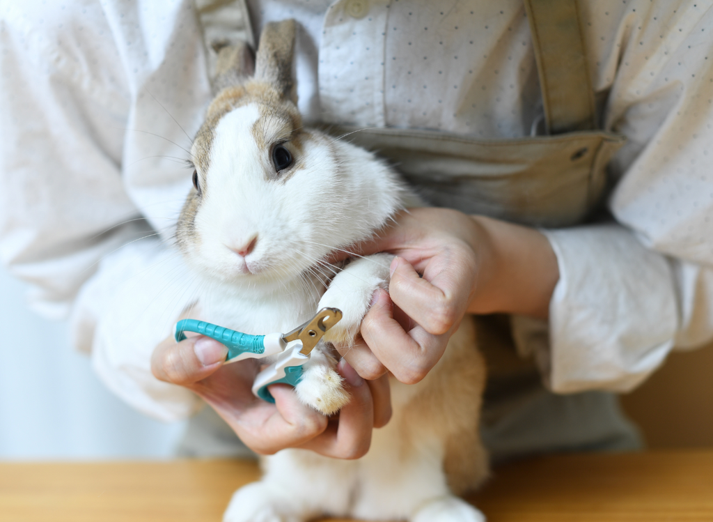 Woman cutting a rabbit's nails at home