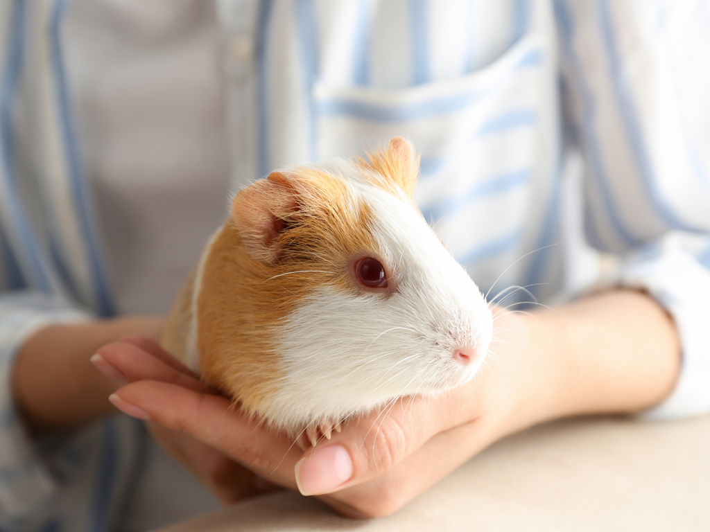 Woman holding a guinea pig