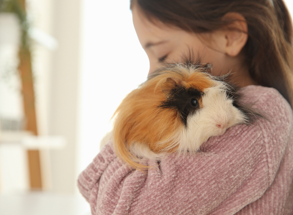 Young girl hugging guinea pig