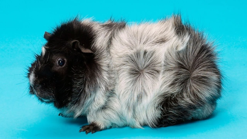 a black and white Abyssinian guinea pig