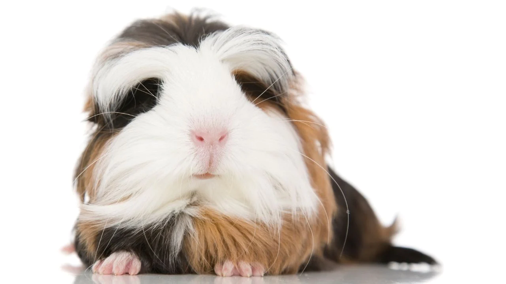 a long haired tri colored Coronet guinea pig