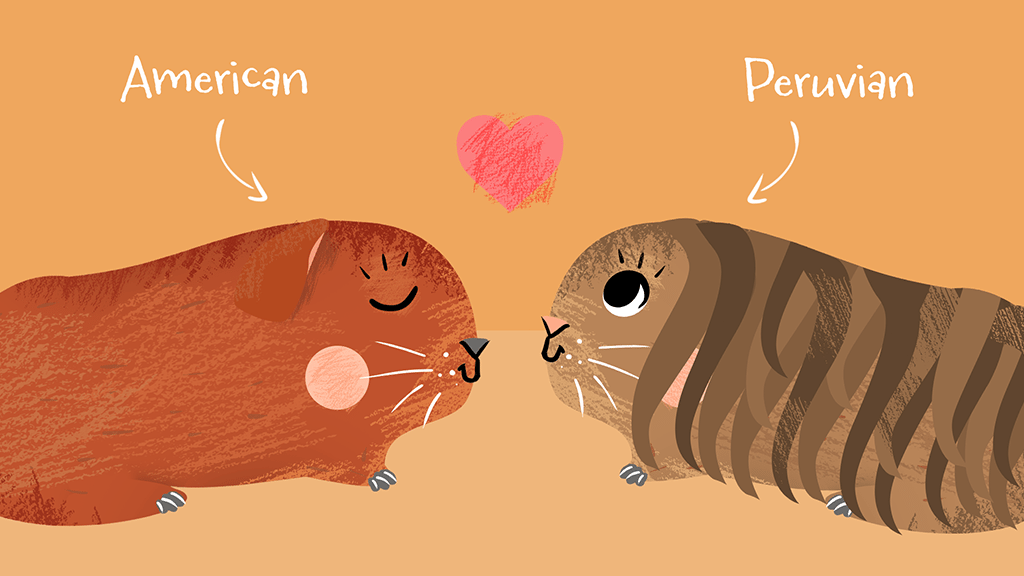 an illustration of an american and peruvian guinea pig next to each over 