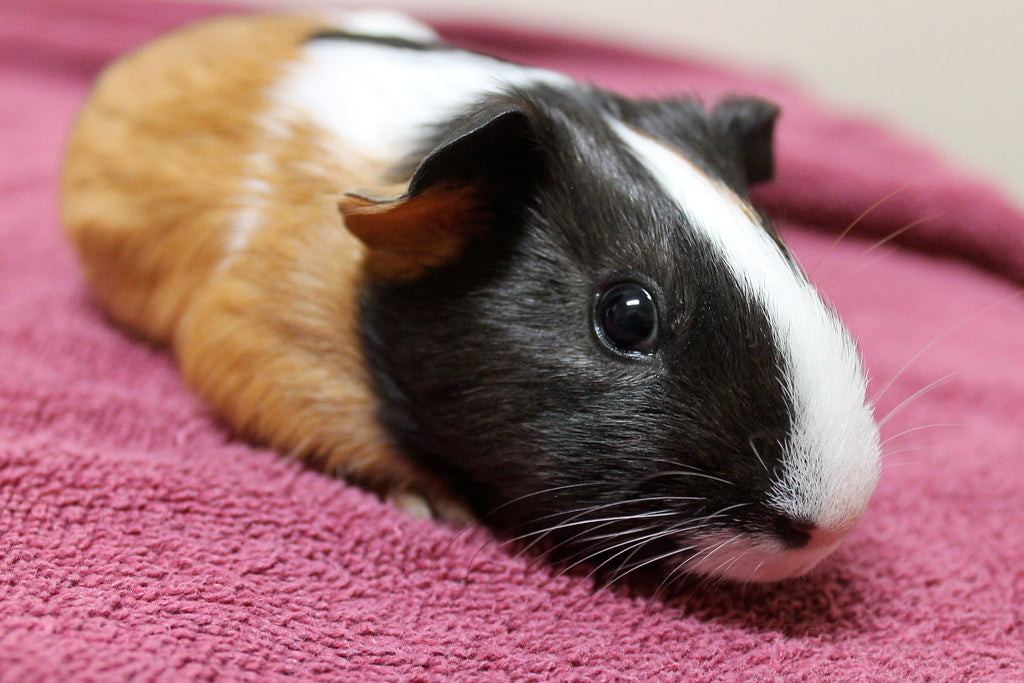 a tri coloured small baby guinea pig