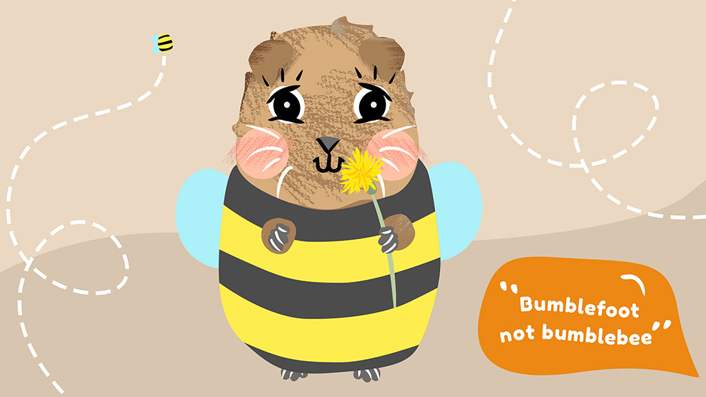 Some pet owners think bumblefoot in guinea pigs sounds cute - but it's actually dangerous. Pictured is a guinea pig in a bumblebee costume, saying 'Bumblefoot not bumblebee!'.