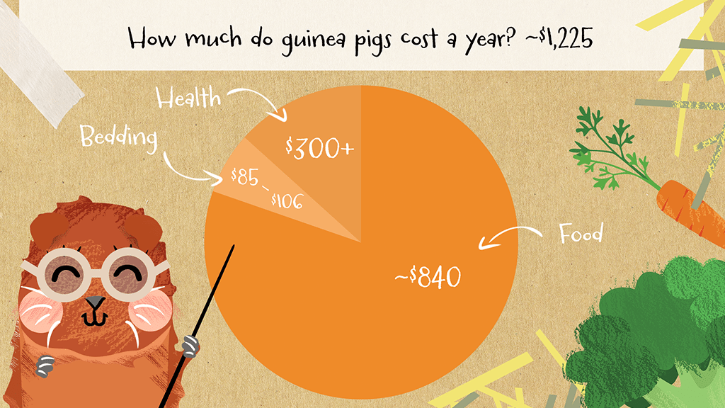 The yearly cost of owning a guinea pig in a bar chart 