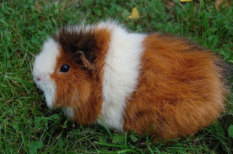 Tri coloured cuy guinea pig on grass