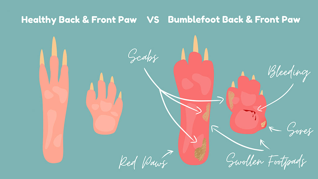 What does bumblefoot look like in a guinea pig? This diagram shows healthy guinea pig feet in comparison to bumblefoot with red feet, swelling, and sores.