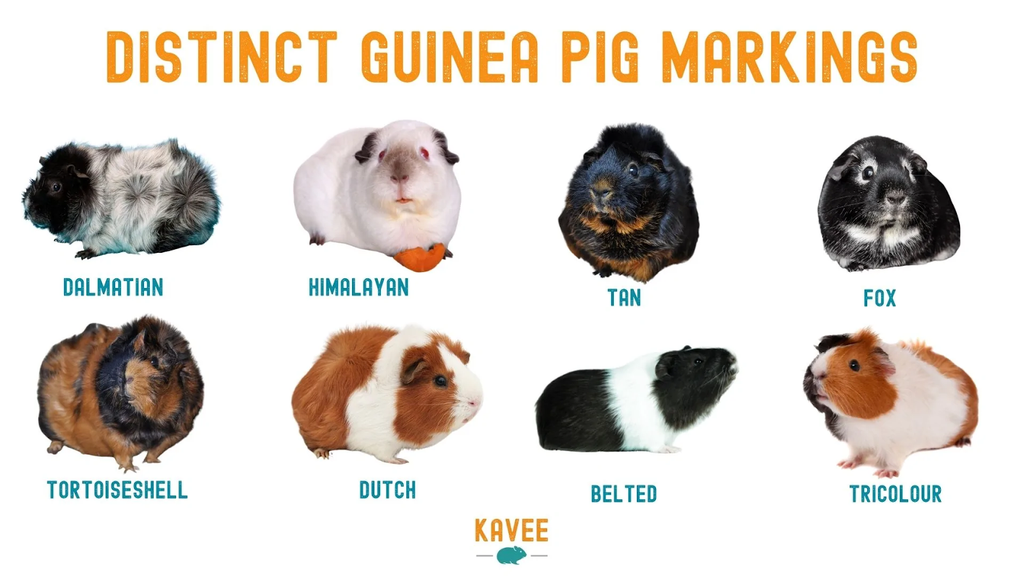 A chart showing distinct guinea pig markings by Kavee