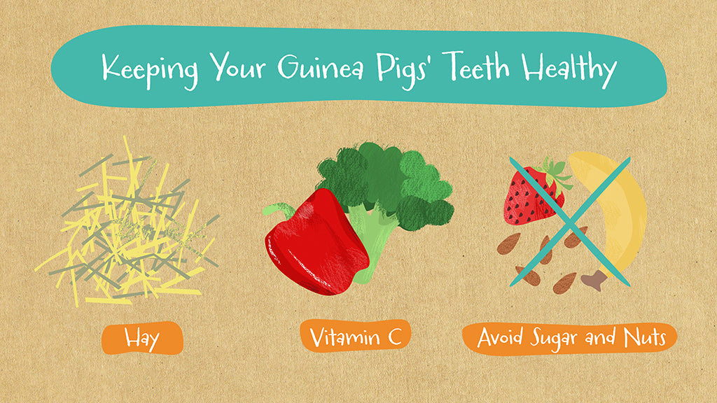 Do guinea pigs teeth grow back? Yes, but it's even better to keep your guinea pigs' teeth healthy as a precaution.