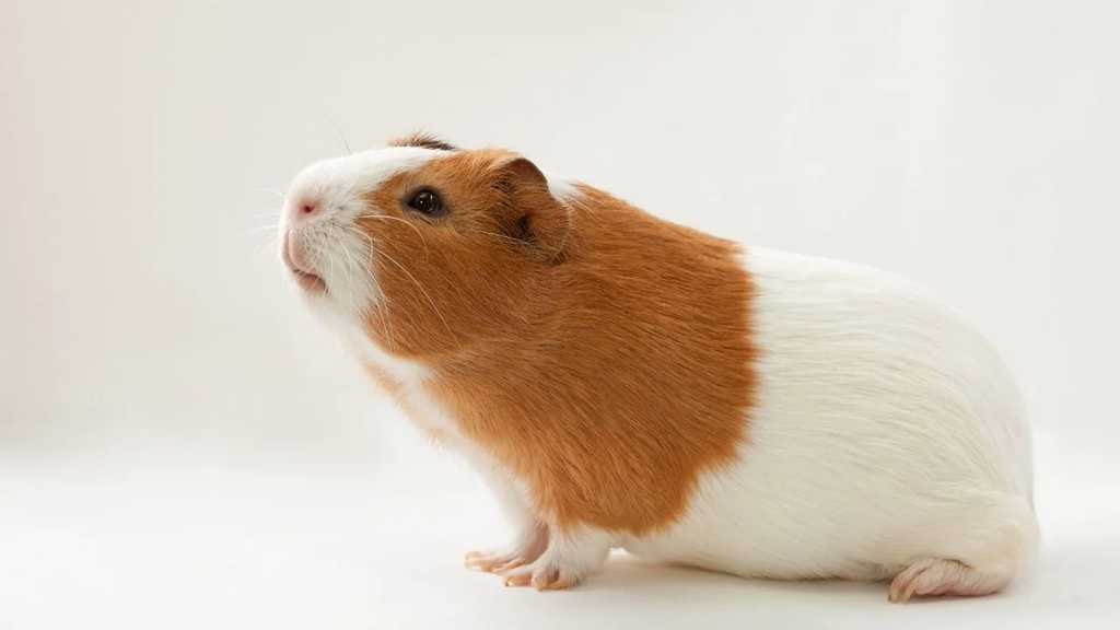 A ginger and white American guinea pig