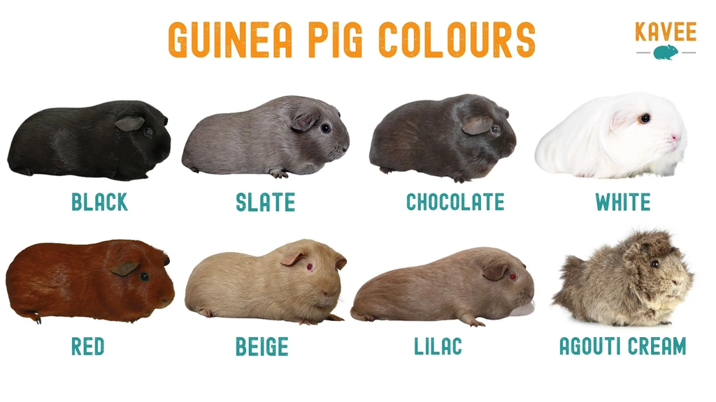 a chart of guinea pig colours by kavee
