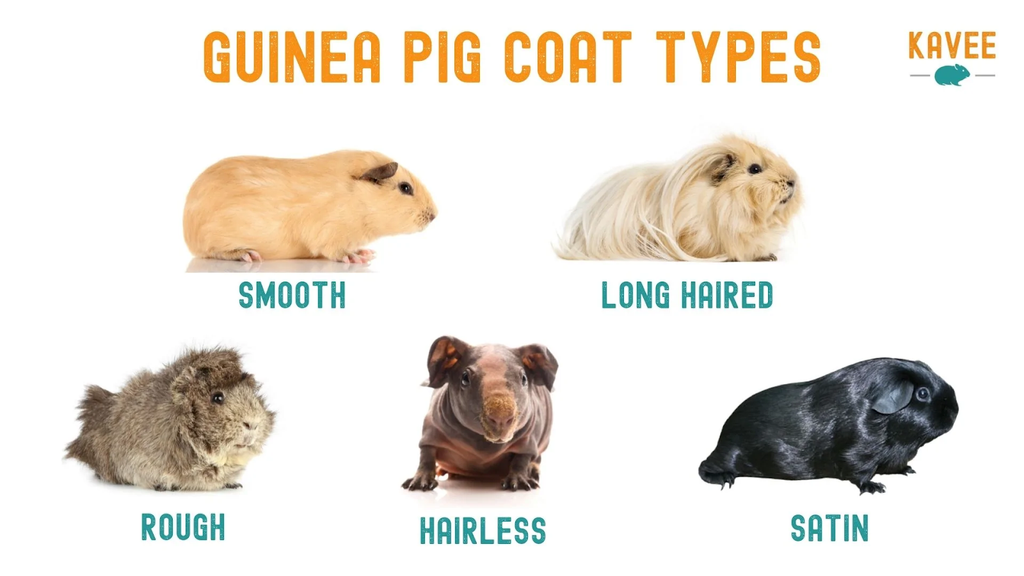 A guide to guinea pig coat types from Kavee