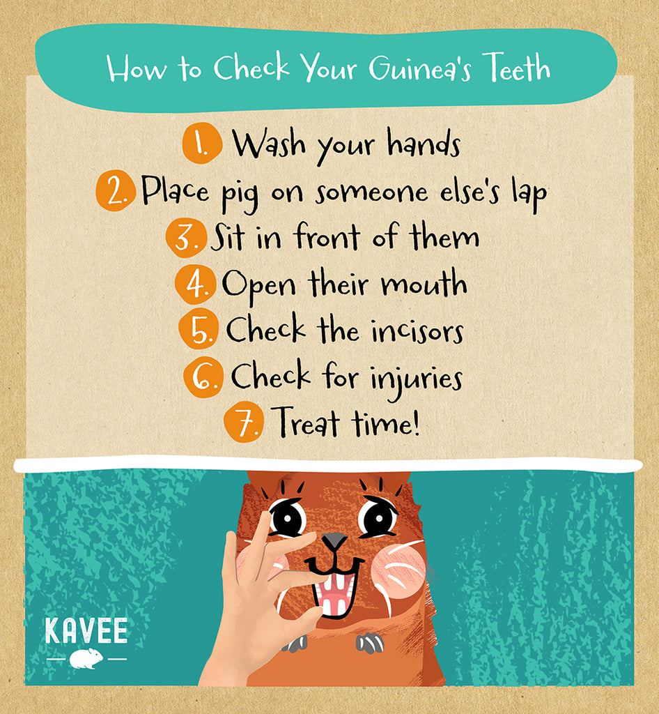 How long should guinea pig teeth be? Piggy parents should check their guinea pigs' teeth regularly with these simple steps.
