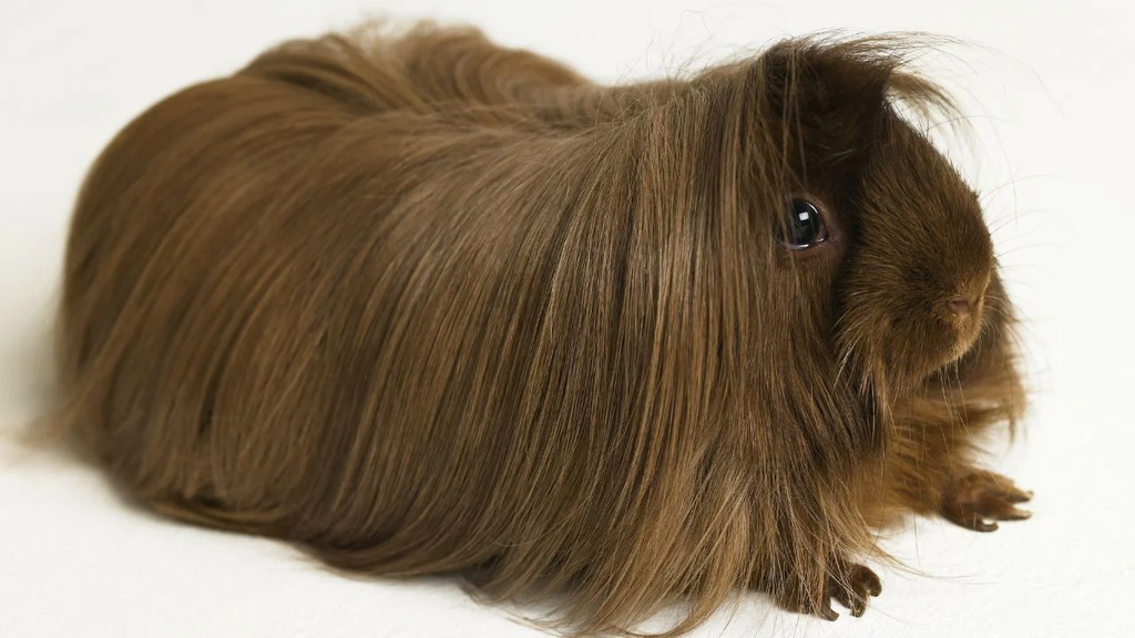 a long haired peruvian guinea pig