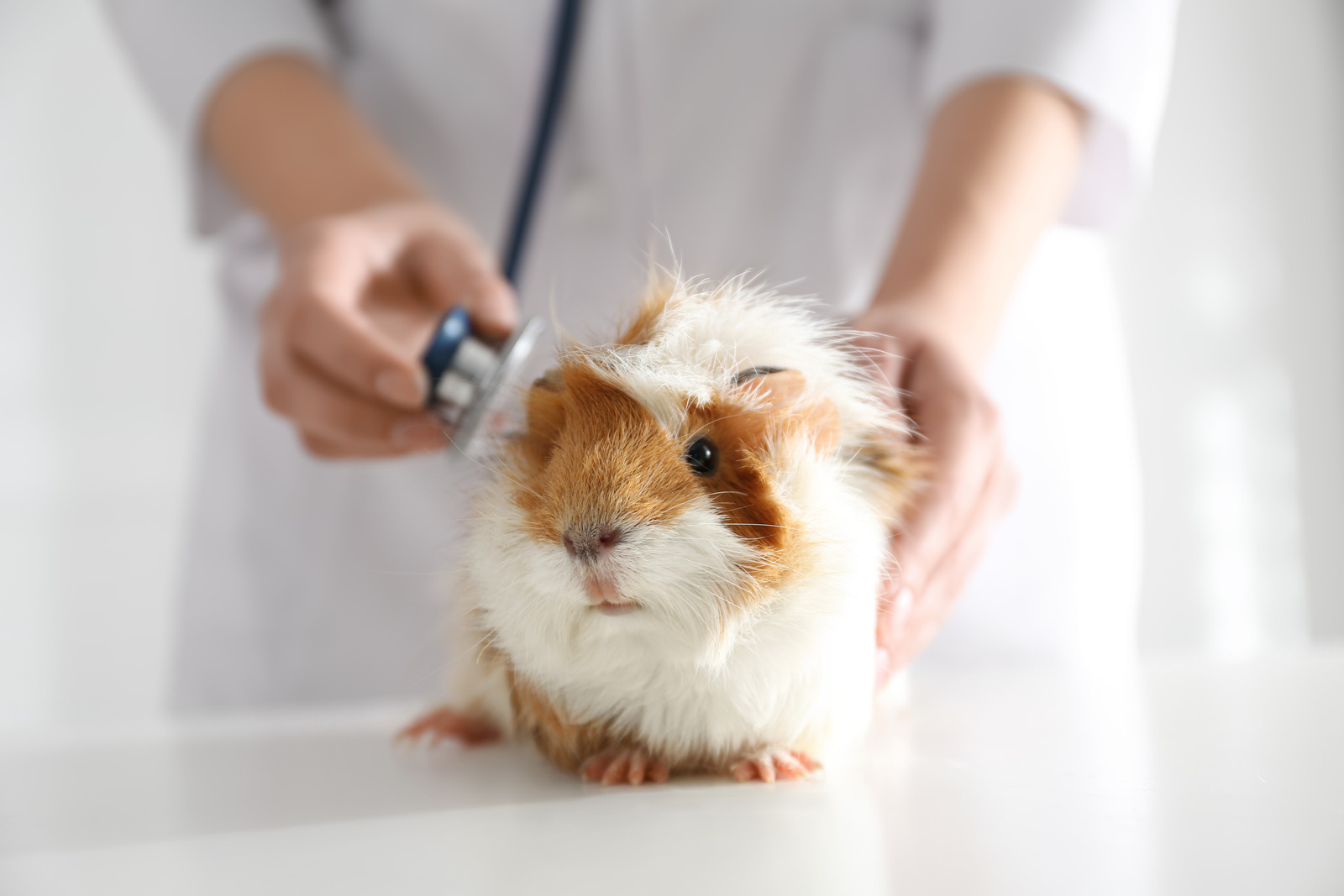 a guinea pig being examined by the vet