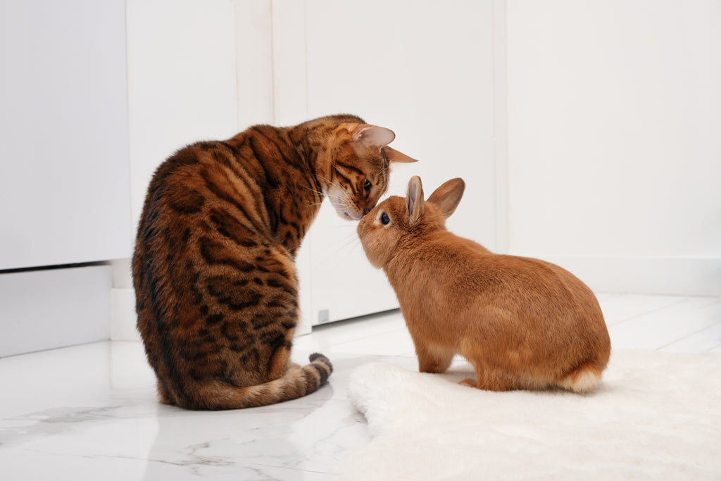 Pet rabbit and cat next to each other at home