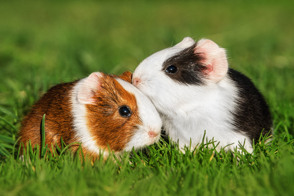 Guinea pigs licking one another.