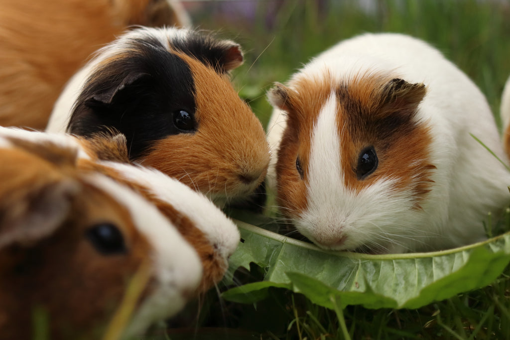 Three guinea pigs outside of their cages, eating together