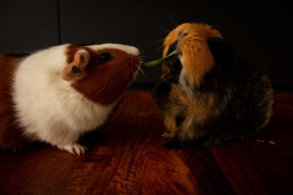 Guinea pigs fighting over food