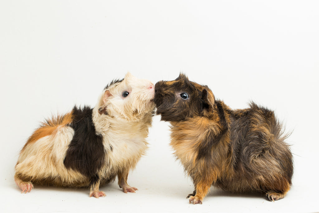 Two guinea pigs kissing