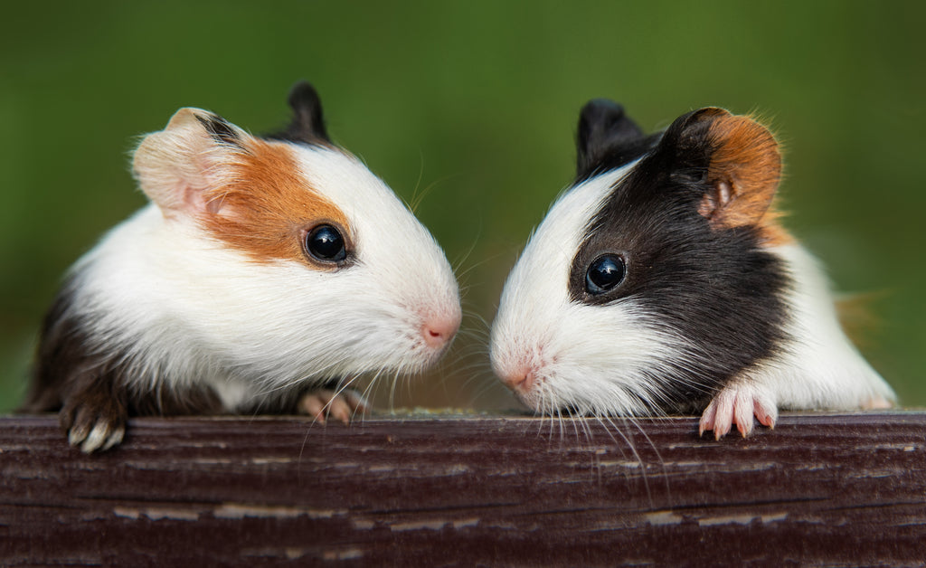 A pair of guinea pigs looking at each other