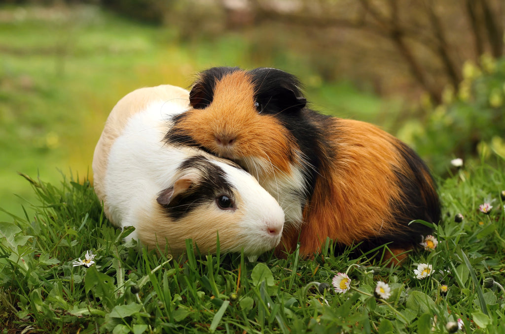 Two guinea pigs outdoors on grass together