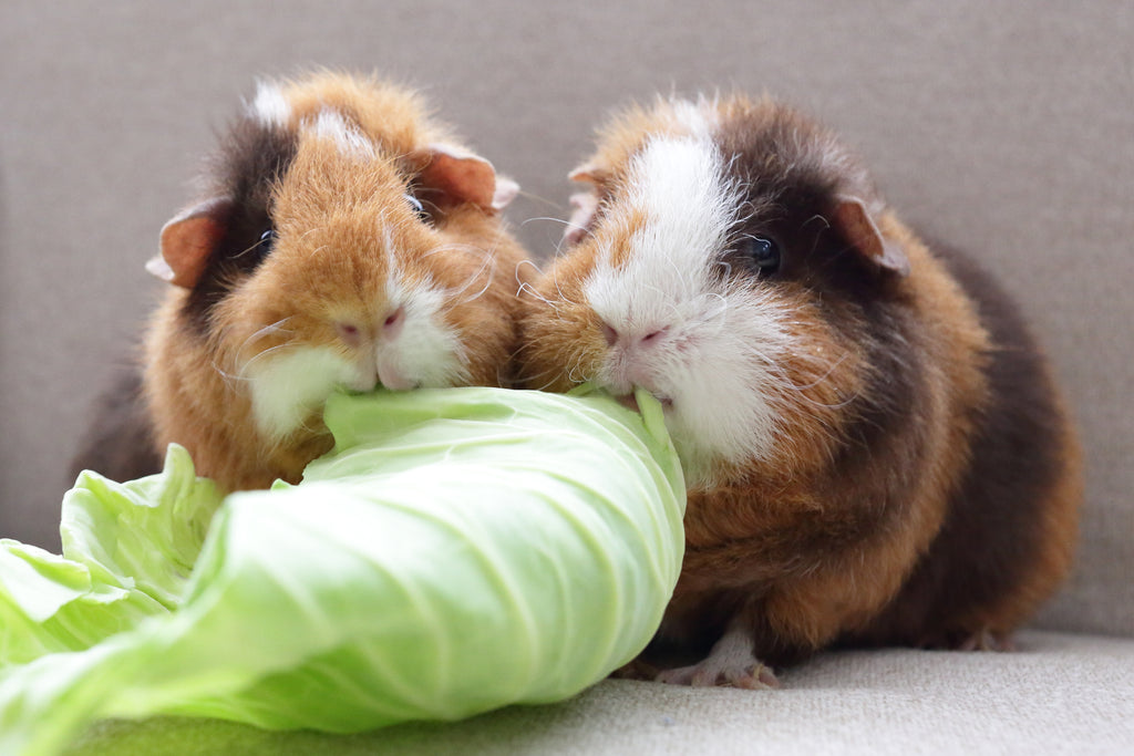 Two guinea pigs eating lettuce