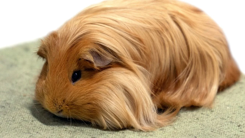 A long haired silkie guinea pig