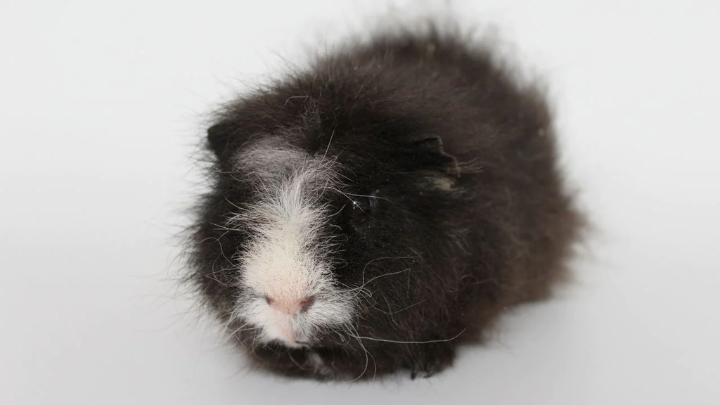 a black and white teddy guinea pig