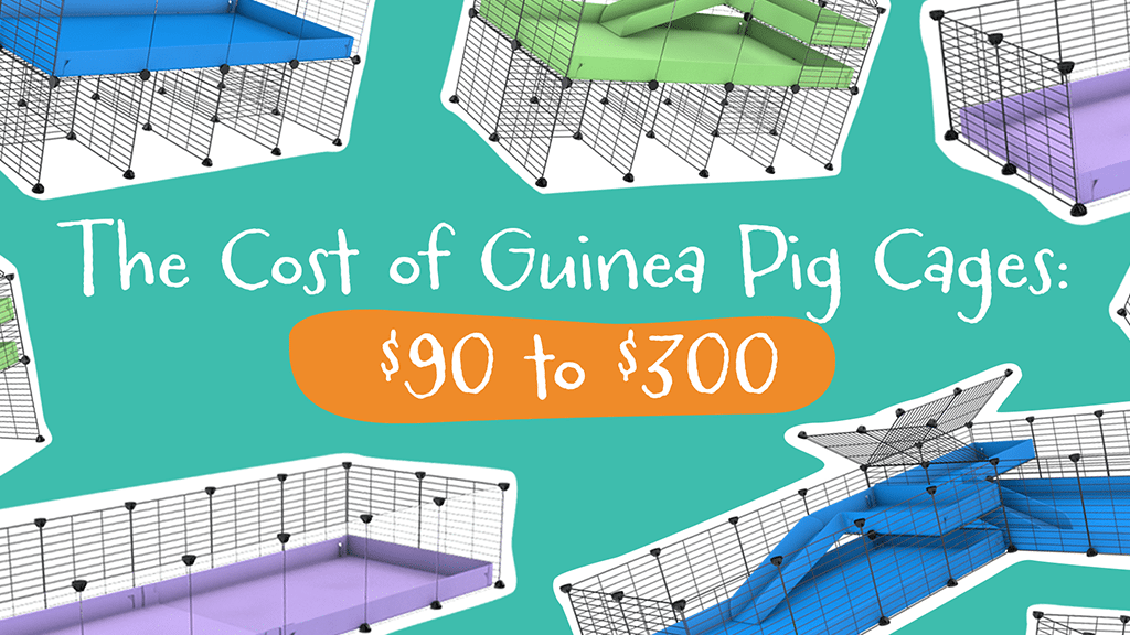 The cost of a guinea pig cage 