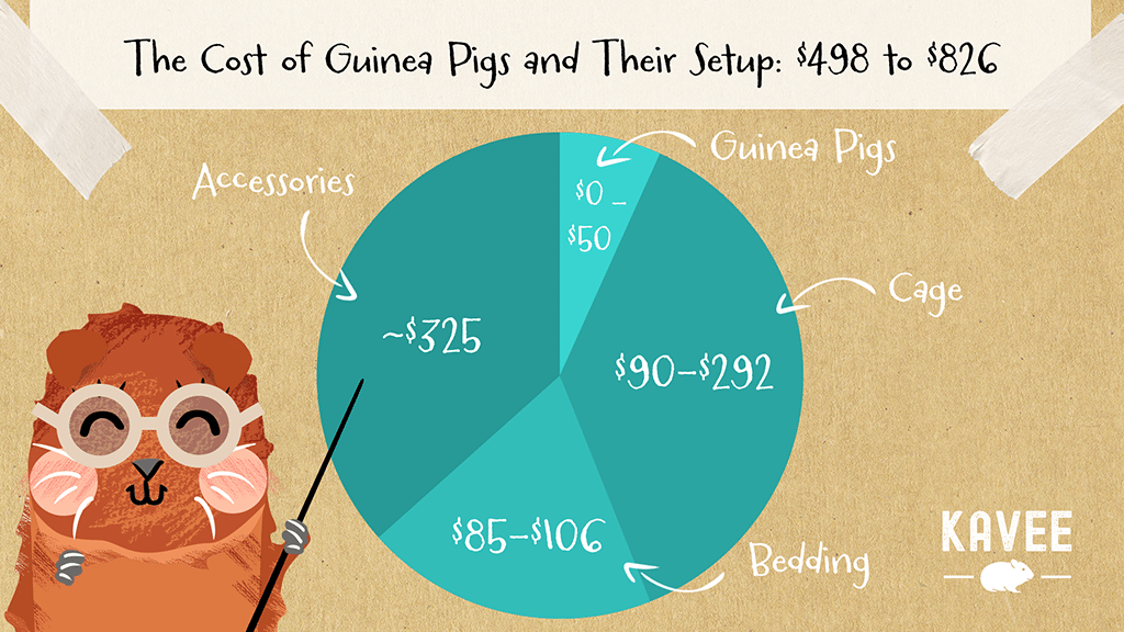 The cost of guinea pig and their set up pie chart