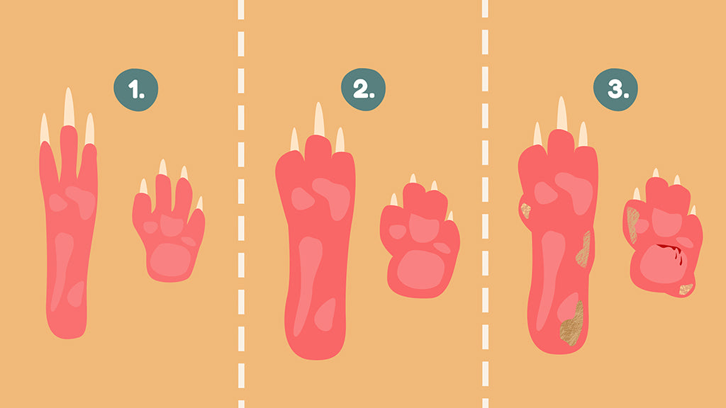 Pictured are the three visible stages of guinea pigs' bumblefoot: red feet, red feet with swelling, and red feet with swelling and sores.