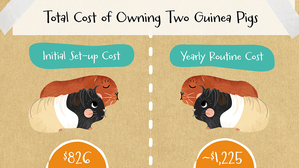 an illustration highlighting the cost of owning two guinea pigs