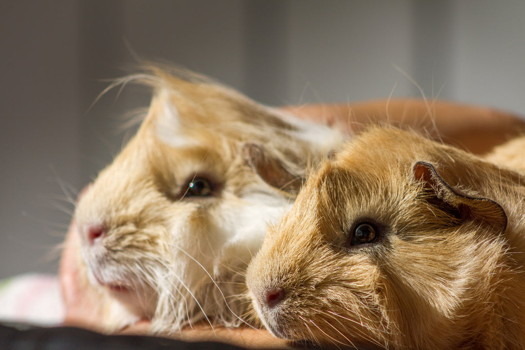 Two guinea pigs next to each other under a ray of sunshine.