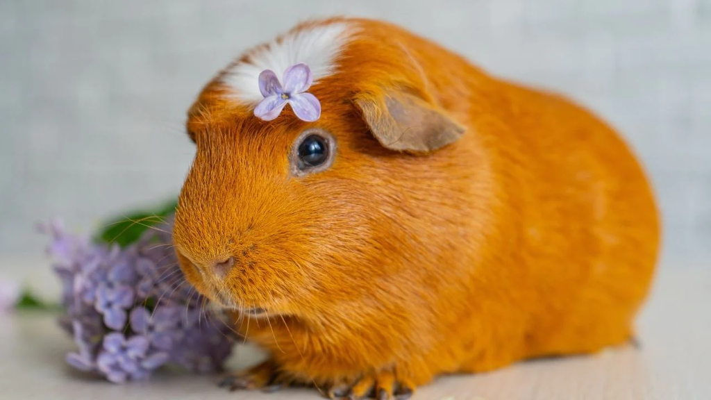 a ginger white crest guinea pig with a flower on top of his head