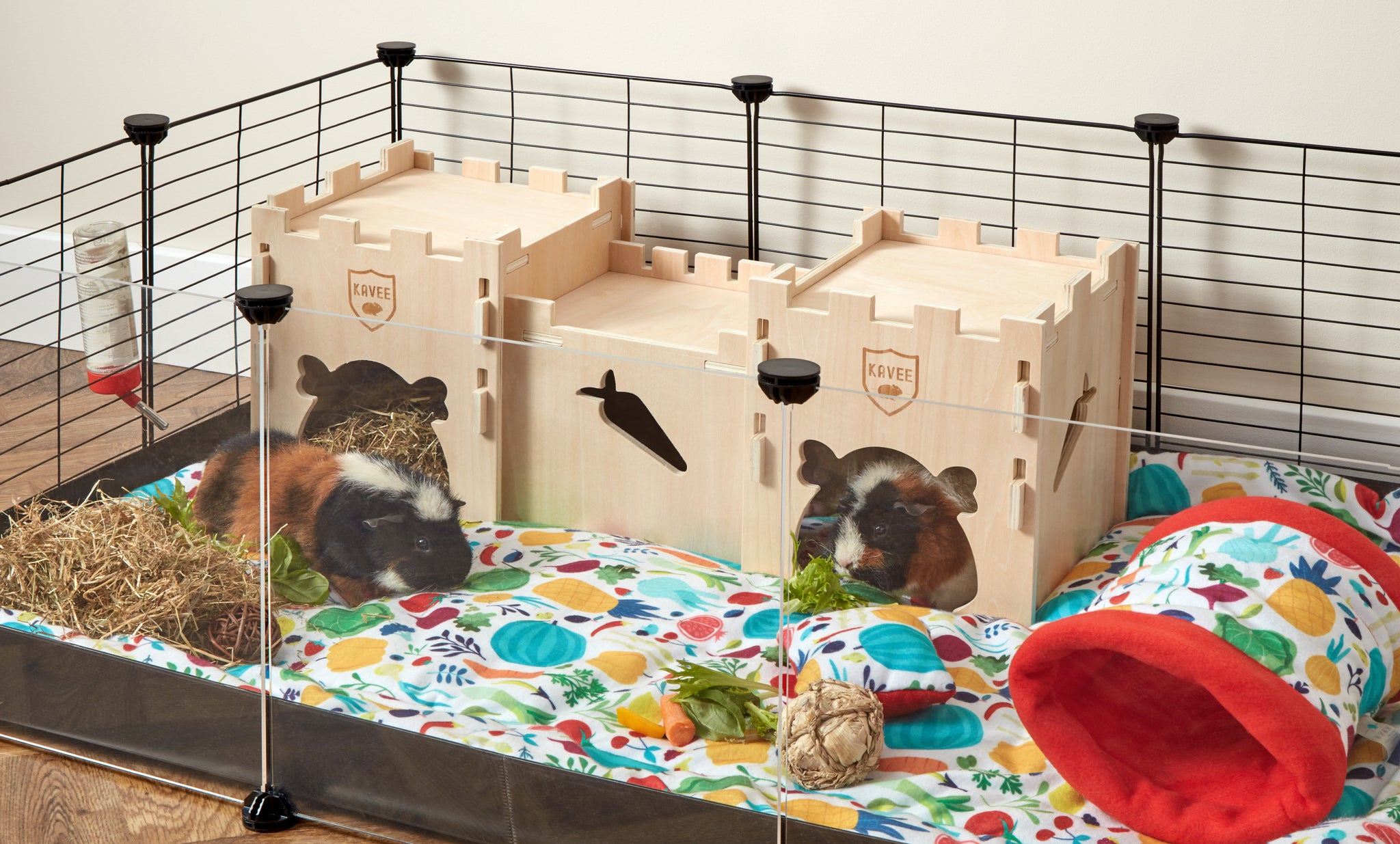 Two guinea pigs in an indoor enviroment inside a kavee c and c cage with red veggie liners and accessories