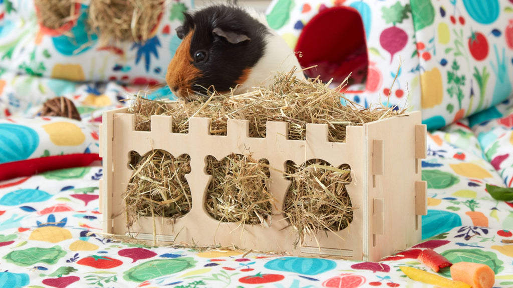 guinea pig eating from castle themed hay rack with guinea pig shaped cutouts from sustainable wood