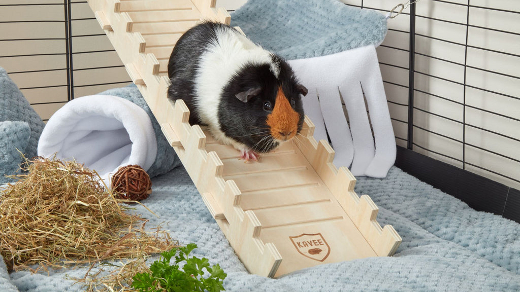 guinea pig walking down wooden castle ramp in black C&C cage with soft blue fleece liner bedding