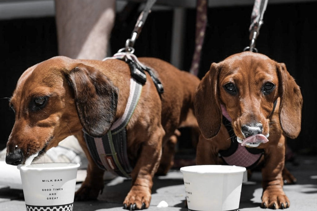 dog-friendly-wine-bars-melbourne-bourke-st-the-label